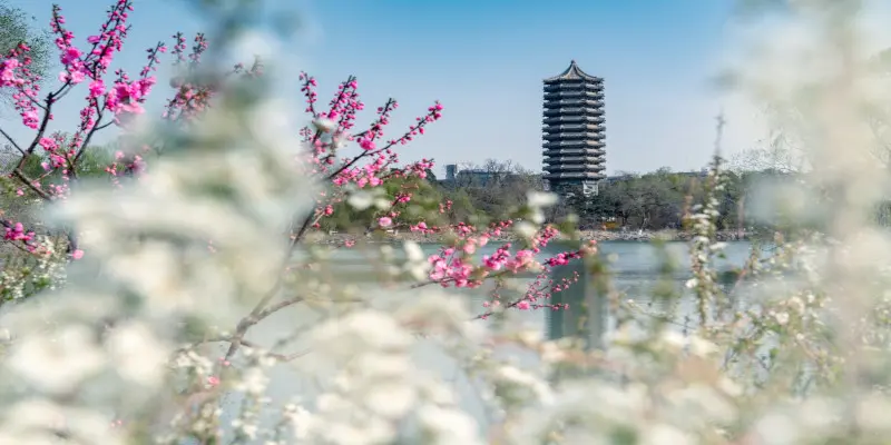 Peking Üniversitesi