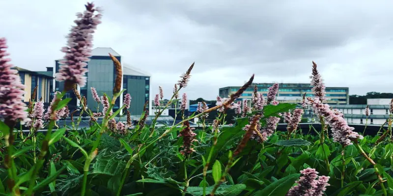 Bournemouth Üniversitesi